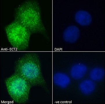 Anti-ECT2 antibody produced in goat affinity isolated antibody, buffered aqueous solution