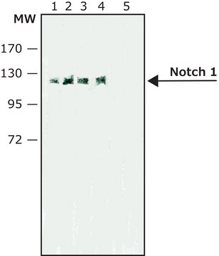 Anti-Notch 1 antibody, Rat monoclonal clone ICN 5B5, purified from hybridoma cell culture