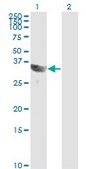 Monoclonal Anti-GSC antibody produced in mouse clone 4H7, purified immunoglobulin, buffered aqueous solution