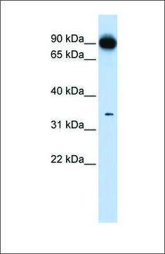 Anti-PRKRA antibody produced in rabbit affinity isolated antibody