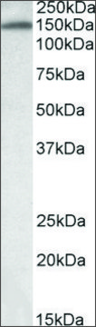 Anti-ITIH4 (C-terminal) antibody produced in goat affinity isolated antibody, buffered aqueous solution