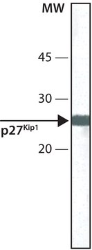 Monoclonal Anti-p27Kip1 antibody produced in mouse clone DCS-72, ascites fluid