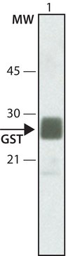 抗 谷胱甘肽-S-转移酶 IgG fraction of antiserum, buffered aqueous solution