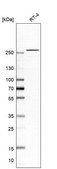 Anti-GCN1 antibody produced in rabbit Prestige Antibodies® Powered by Atlas Antibodies, affinity isolated antibody, buffered aqueous glycerol solution, Ab2
