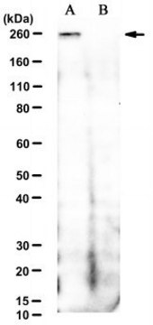 Anti-phospho-MYO10 (Ser1060/1062/1066) Antibody, clone 2C10-6