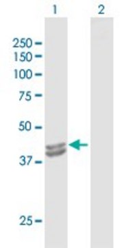 Anti-IVD antibody produced in rabbit purified immunoglobulin, buffered aqueous solution