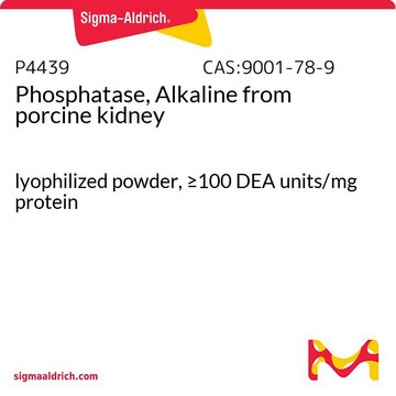 Phosphatase, Alkaline from porcine kidney lyophilized powder, &#8805;100&#160;DEA units/mg protein