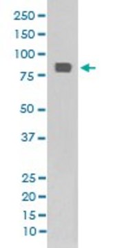 Monoclonal Anti-HSF1 (phospho S326) antibody produced in rabbit clone BHI-8