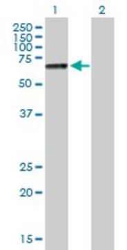 Anti-PRF1 antibody produced in mouse purified immunoglobulin, buffered aqueous solution