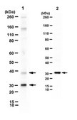 Anti-TMIGD1 Antibody serum, from rabbit