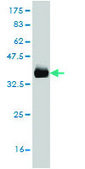 Monoclonal Anti-CD177 antibody produced in mouse clone 4C4, purified immunoglobulin, buffered aqueous solution
