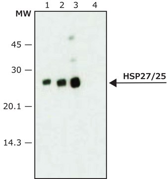 Anti-Heat Shock Protein 27/25 antibody produced in rabbit affinity isolated antibody, buffered aqueous solution