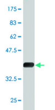 Monoclonal Anti-TSKS antibody produced in mouse clone 2E9, purified immunoglobulin, buffered aqueous solution