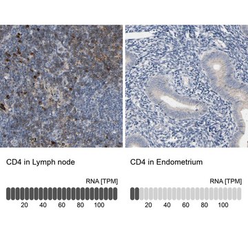 Anti-CD4 antibody produced in rabbit Ab1, Prestige Antibodies&#174; Powered by Atlas Antibodies, affinity isolated antibody, buffered aqueous glycerol solution