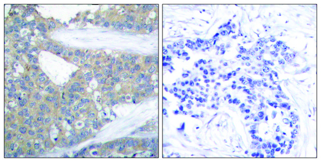 抗 桩蛋白 兔抗 affinity isolated antibody