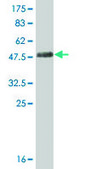 Monoclonal Anti-STMN3 antibody produced in mouse clone 1F2, ascites fluid