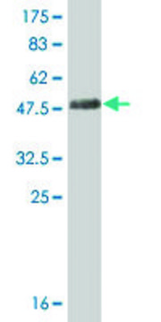 Monoclonal Anti-STMN3 antibody produced in mouse clone 1F2, ascites fluid