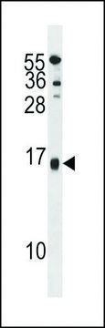 ANTI-SELM(C-TERMINAL) antibody produced in rabbit affinity isolated antibody, buffered aqueous solution