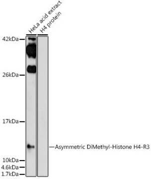 Anti-Asymmetric DiMethyl-Histone H4-R3 antibody produced in rabbit