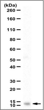 Anti-Colipase Antibody serum, from rabbit