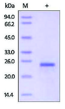 IFN-&#969; human recombinant, expressed in HEK 293 cells, &#8805;93% (SDS-PAGE)