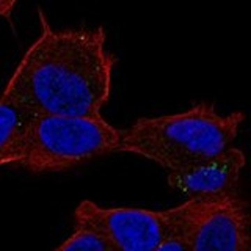 Anti-PLIN5 antibody produced in rabbit Prestige Antibodies&#174; Powered by Atlas Antibodies, affinity isolated antibody, buffered aqueous glycerol solution