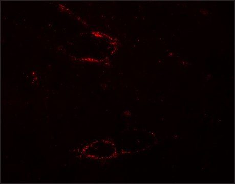 Anti-SYNPO2L antibody produced in rabbit affinity isolated antibody, buffered aqueous solution