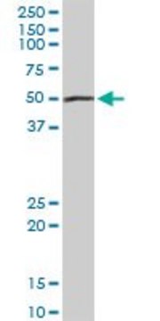 Anti-PEPD antibody produced in rabbit purified immunoglobulin, buffered aqueous solution