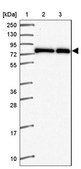 Anti-ZNF778 antibody produced in rabbit Prestige Antibodies® Powered by Atlas Antibodies, affinity isolated antibody, buffered aqueous glycerol solution