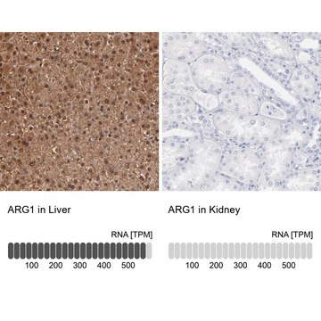 抗-ARG1 兔抗 Prestige Antibodies&#174; Powered by Atlas Antibodies, affinity isolated antibody, buffered aqueous glycerol solution