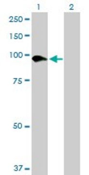 Anti-SLC26A6 antibody produced in mouse purified immunoglobulin, buffered aqueous solution