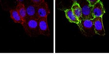 Anti-Erythropoietin Antibody, clone 1C8 clone 1C8, Chemicon®, from mouse