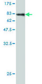 Monoclonal Anti-AKT1 antibody produced in mouse clone 6G6, purified immunoglobulin, buffered aqueous solution