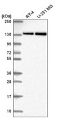 Anti-RNF40 antibody produced in rabbit Prestige Antibodies® Powered by Atlas Antibodies, affinity isolated antibody