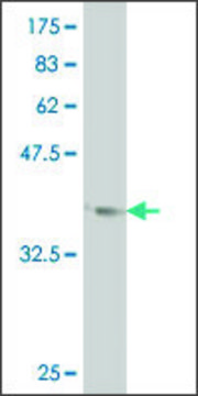 ANTI-LHX1 antibody produced in mouse clone 1C11, purified immunoglobulin, buffered aqueous solution