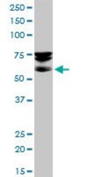 Anti-SEPT9 antibody produced in mouse purified immunoglobulin, buffered aqueous solution