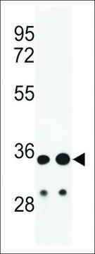 ANTI-IGH(C-TERMINAL) antibody produced in rabbit affinity isolated antibody, buffered aqueous solution