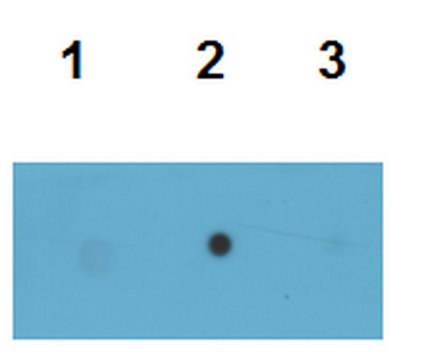 抗-Tau（T22），低聚抗体 serum, from rabbit