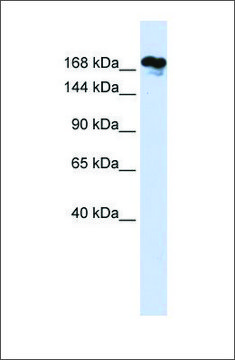 Anti-RSF1 antibody produced in rabbit affinity isolated antibody