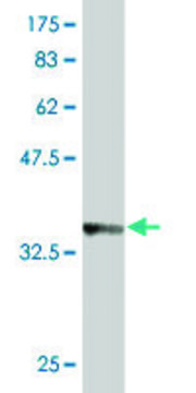 Monoclonal Anti-AP3B1 antibody produced in mouse clone 3B4, purified immunoglobulin, buffered aqueous solution