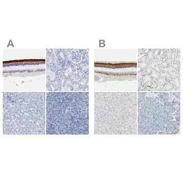 Anti-IMPG2 antibody produced in rabbit Prestige Antibodies&#174; Powered by Atlas Antibodies, affinity isolated antibody