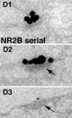 Anti-NMDAR2A&amp;B Antibody, pan Chemicon®, from rabbit