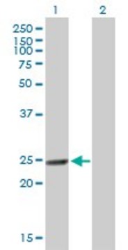 Anti-MTHFD2 antibody produced in mouse purified immunoglobulin, buffered aqueous solution