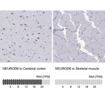 Anti-NEUROD6 Prestige Antibodies&#174; Powered by Atlas Antibodies, affinity isolated antibody