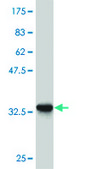 Monoclonal Anti-ZIC4 antibody produced in mouse clone 3G4, purified immunoglobulin, buffered aqueous solution