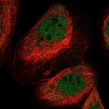 Anti-LYST antibody produced in rabbit Prestige Antibodies&#174; Powered by Atlas Antibodies, affinity isolated antibody