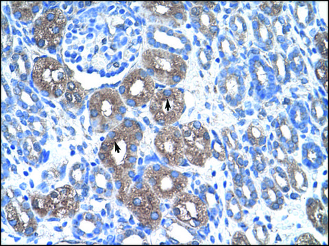 Anti-ASS (AB1) antibody produced in rabbit IgG fraction of antiserum