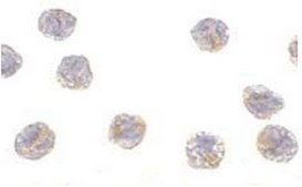 Anti-PCBP4 Antibody from rabbit, purified by affinity chromatography