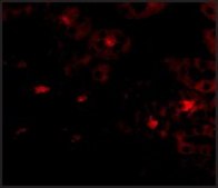 Anti-OTUD5 antibody produced in rabbit affinity isolated antibody, buffered aqueous solution
