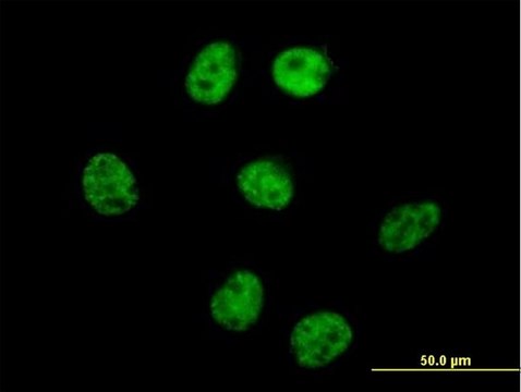 Anti-AKAP8 antibody produced in mouse purified immunoglobulin, buffered aqueous solution